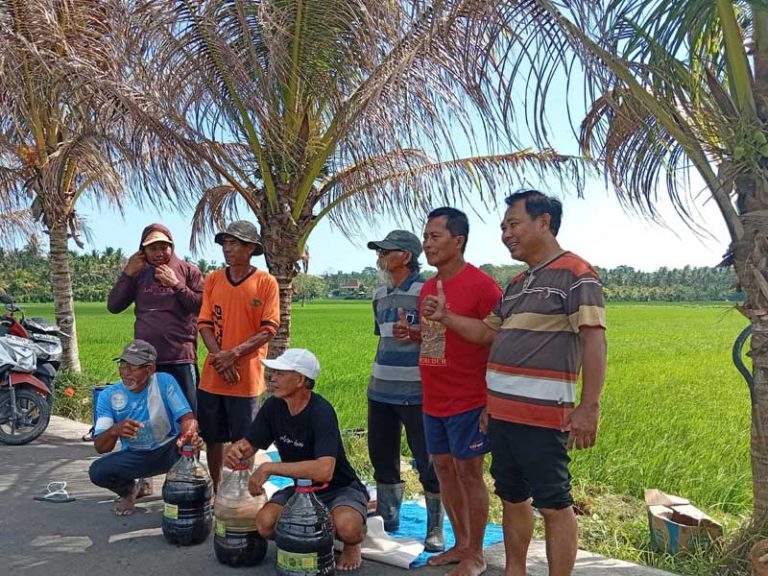 Wajib Tahu: Dari Penyemaian ke Panen, Demplot Organik di Desa Tukadaya jadi Contoh Budidaya Ramah Lingkungan